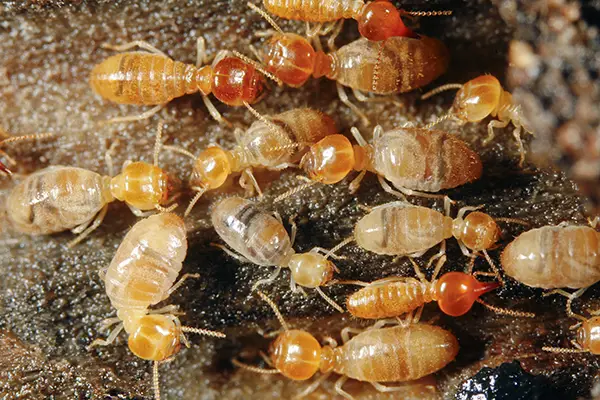 termite control service img
